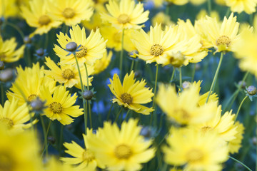 Obraz premium flower