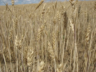 Колосья зрелой пшеницы