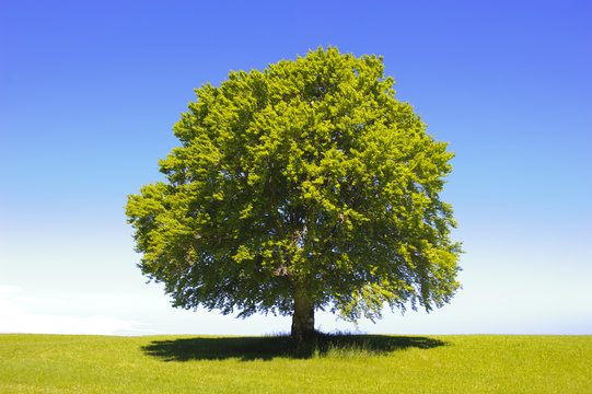 Baum Buche als Einzelbaum