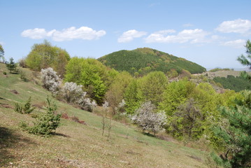 Fototapeta na wymiar Spring in the mountain