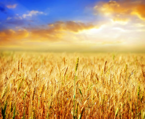 Fototapeta premium wheat and sky