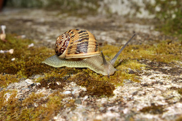 Snail on Wall