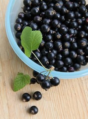 Frisch geerntete schwarze Johannisbeeren
