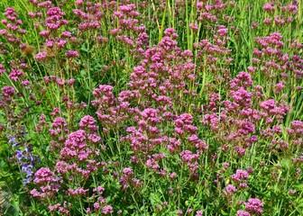 Rosa Blumengarten im Juni