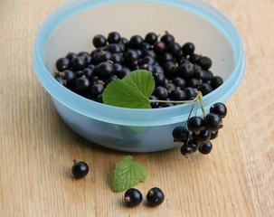 Schwarze Johannisbeeren in Schüssel nach Ernte