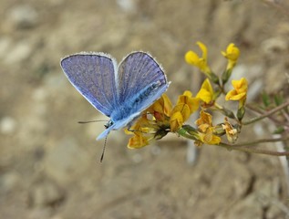 Hauhechelbläuling (Polyommatus icarus)
