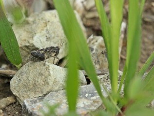 Langfühler-Dornschrecke (Tetrix tenuicornis) am Dörnberg