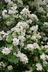 Wei&szlig;e Jasminbl&uuml;ten am Strauch