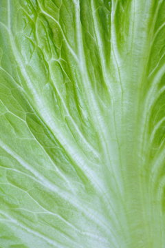 Close - Up Fresh Green Lettuce Leaf Vegetable