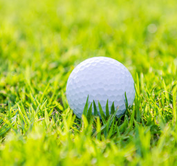 Golf ball on green grass
