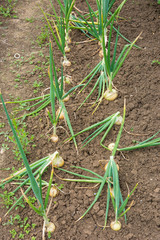 Onions in rows in a garden allotment