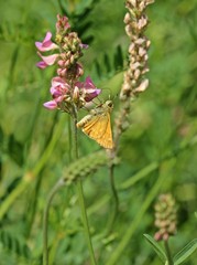 Rostfarbiger Dickkopffalter (Ochlodes sylvanus) auf Esparsette