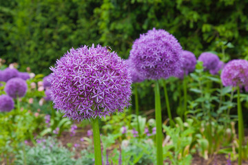 Purple aliums in springtime border