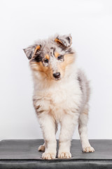 Collie Welpe blue merle