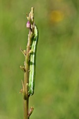 Raupe der Chi-Eule (Antitype chi) an Mücken-Händelwurz