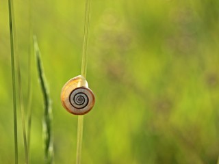 Westliche Heideschnecke im Gegenlicht 