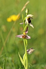 Bienen-Ragwurz (Ophrys apifera)