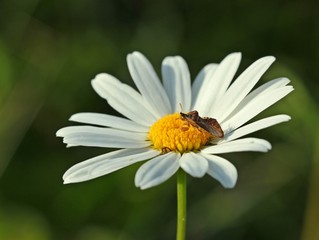 Obraz premium Teufelchen (Phymata crassipes) auf Margerite