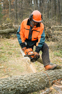 Forestry worker with chainsaw is sawing a log. Process of loggin