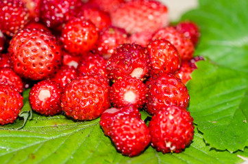 wild strawberry
