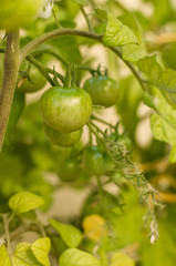 green cherry tomato