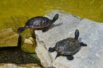Schildkröten am Wasser