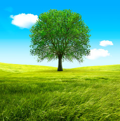 Fototapeta na wymiar Big tree and green fields. Blue sky and wind