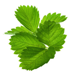 Strawberry leaf isolated on white background