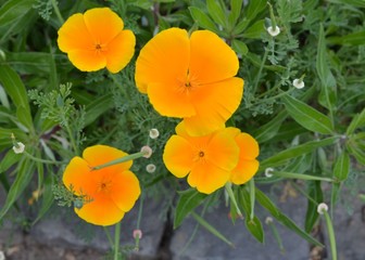 Goldmohnblumen - Bl&uuml;ten mit Textfreiraum