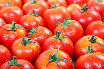 Fresh red tomato in the drops of water as a backdrop.