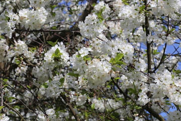 Cerisier en fleur