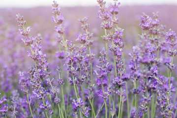 Purple field of lavender flowers