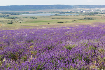 Fototapeta na wymiar Purple field of lavender flowers