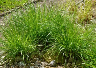 Steingarten