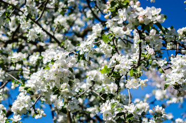 Blossoming apple-tree