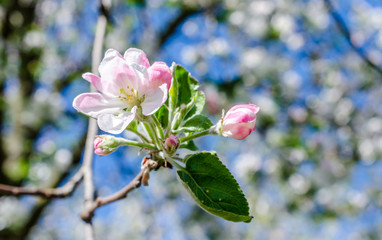 Blossoming cherry branch