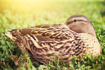 Duck