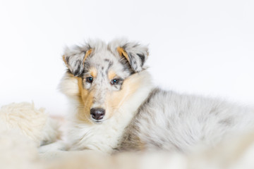 Langhaarcollie Welpe im Lammfell