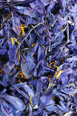 Saffron flowers. Springtime flora in Europe.