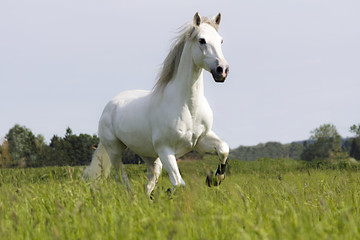 Obraz premium Zurbaran