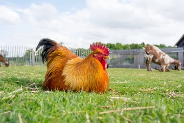 Papier Peint photo Poulet female chicken on grass field