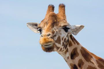 giraffe close up of head