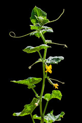 cucumber branch isolated on black