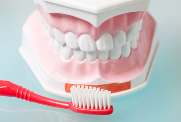 Model of jaws and a toothbrush