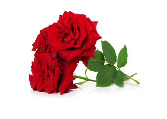 bouquet of beautiful red roses on the white background