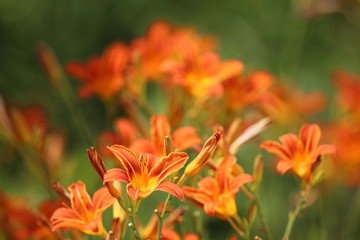 Blühende Taglilie (Hemerocallis fulva)
