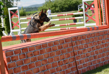 dog jumping