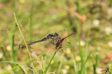 Black Darter dragonfly (Sympetrum danae) in Sichuan, China