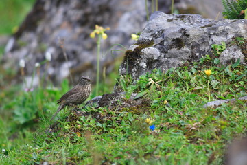 Red-Fronted Rosefinch (Carpodacus puniceus) female in Sichuan, C
