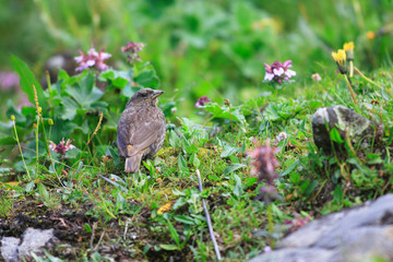 Red-Fronted Rosefinch (Carpodacus puniceus) female in Sichuan, C
